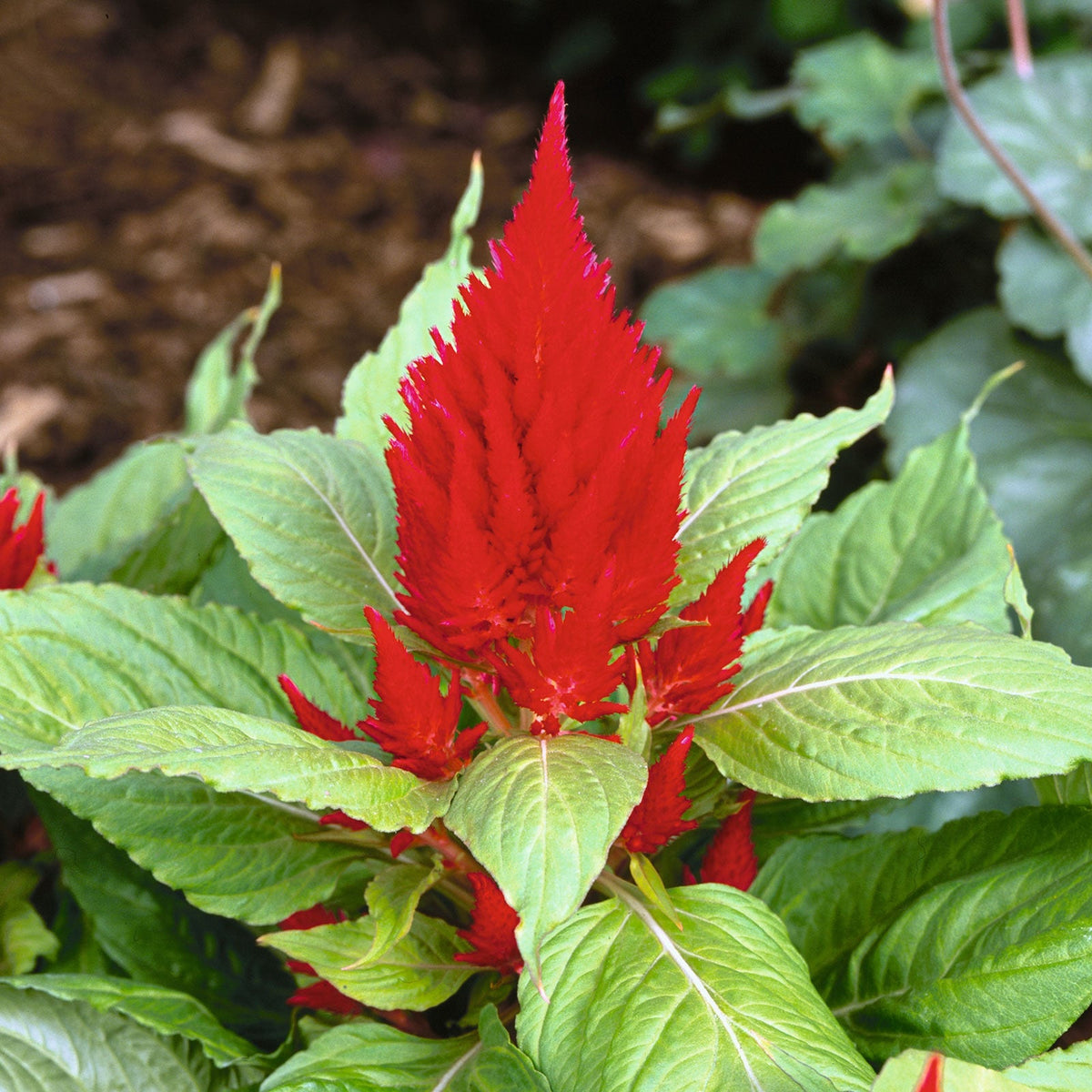 100 RED Forest Fire COCKSCOMB CELOSIA Plumosa Seeds 100 RED Forest Fire COCKSCOMB CELOSIA Plumosa Seeds