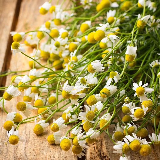 Organic German Chamomile