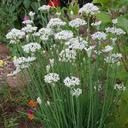 Garlic Chives