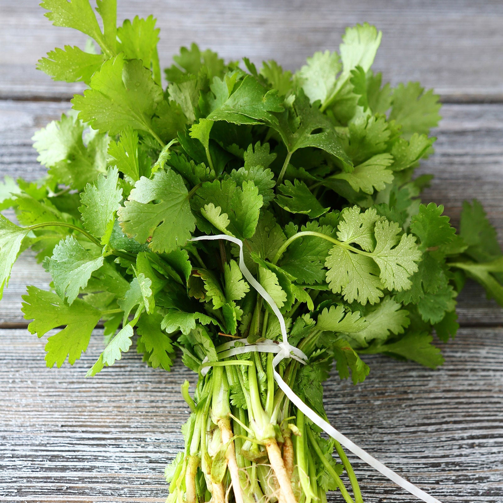 Organic Long Standing Cilantro