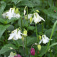 european columbine