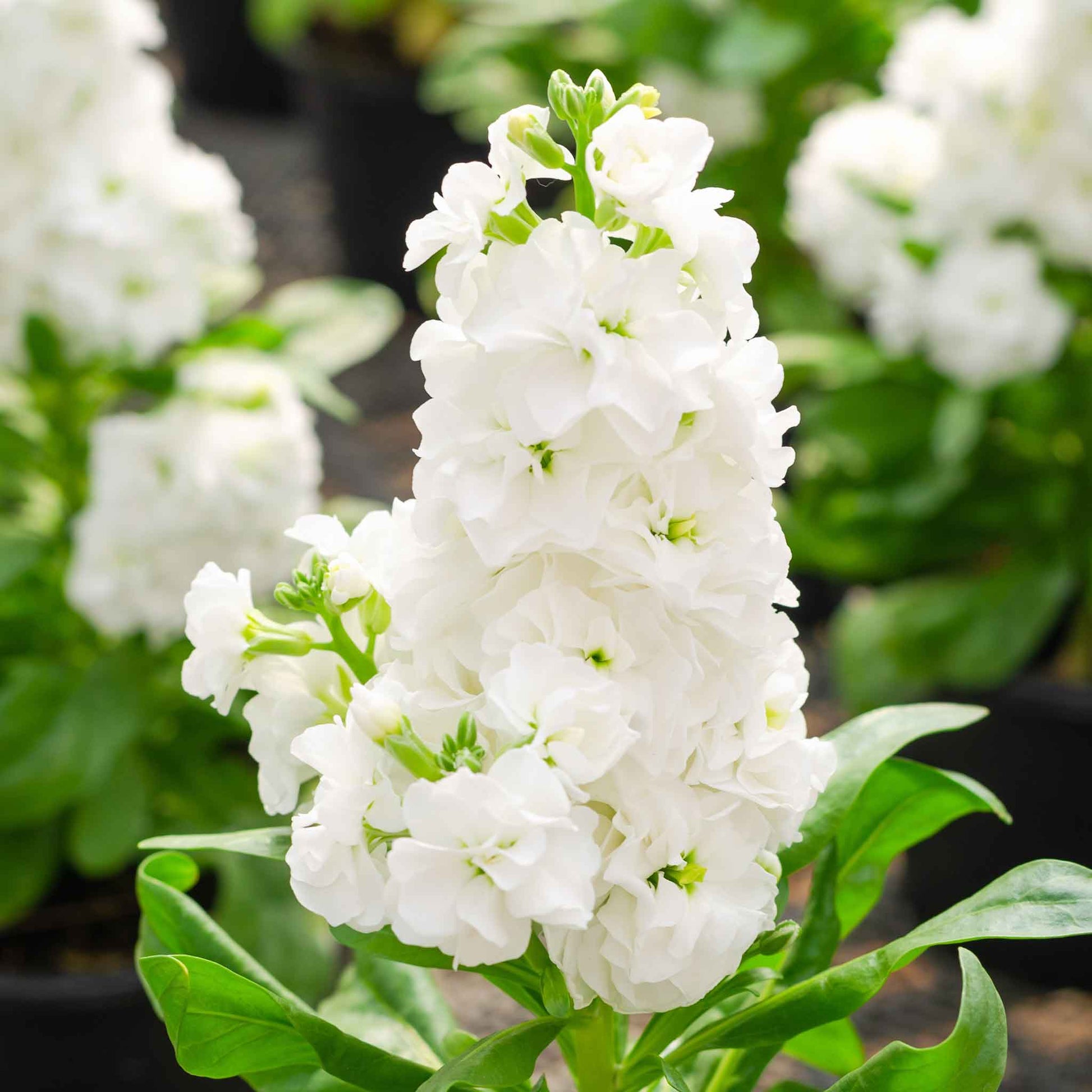 flower goddess seeds Column Stock Seeds - White Goddess | Flower Seeds