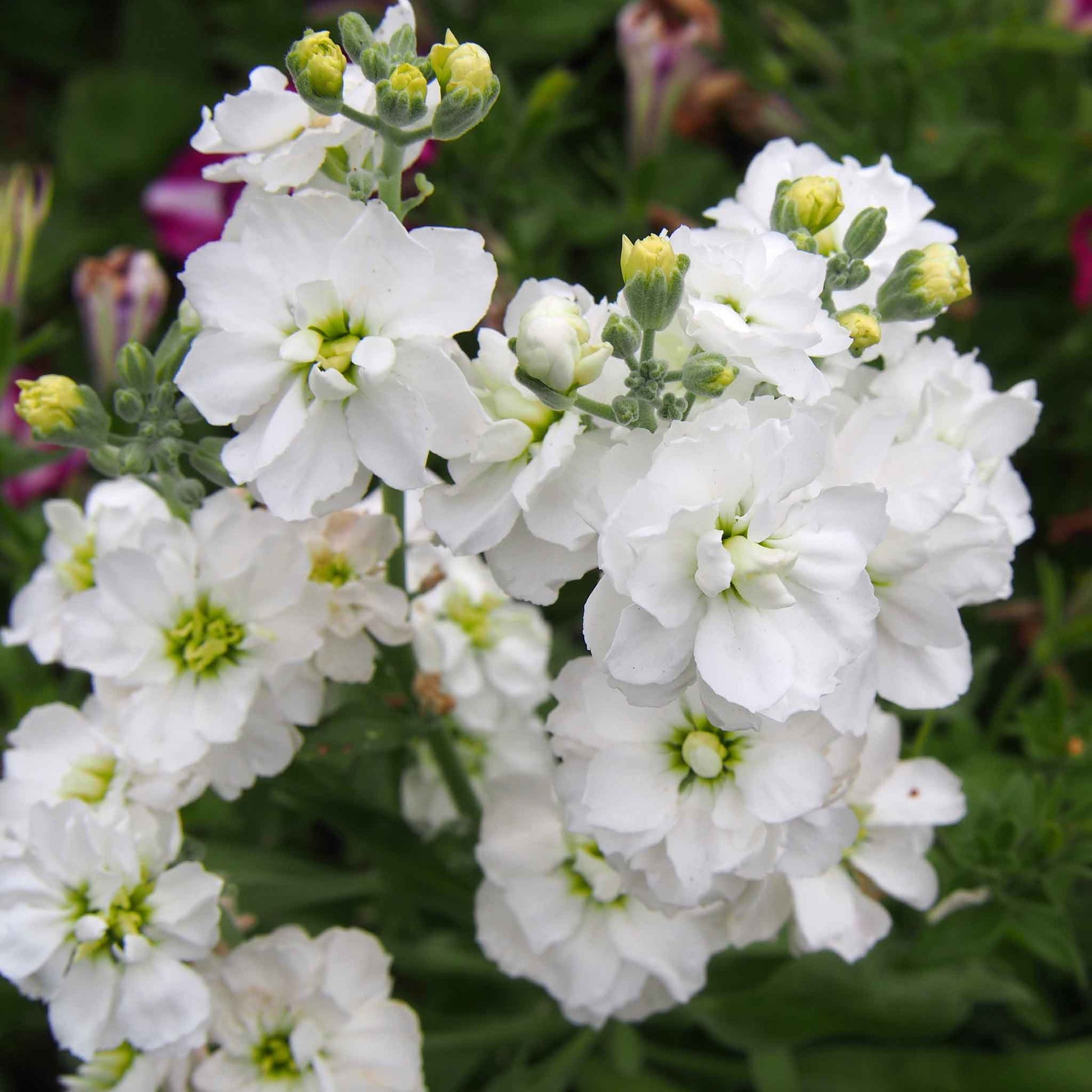 stock flower seed Column Stock Seeds - White Goddess | Flower Seeds