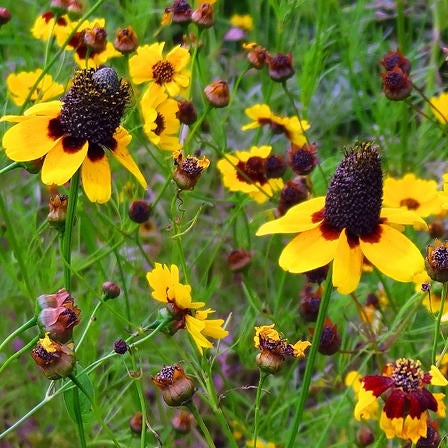 clasping coneflower
