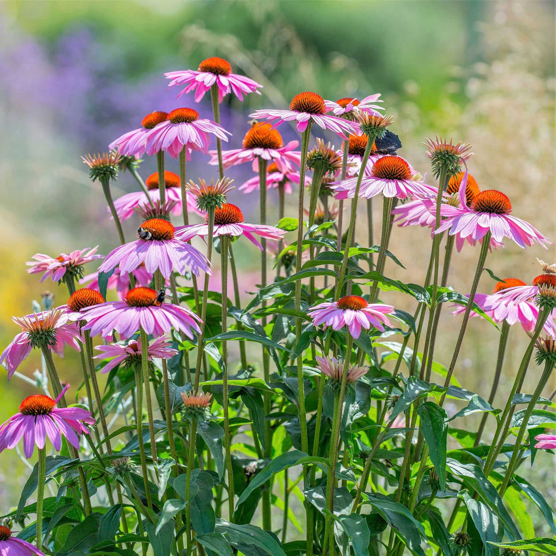 heirloom echinacea seeds Bulk Purple Coneflower Seeds (Echinacea)