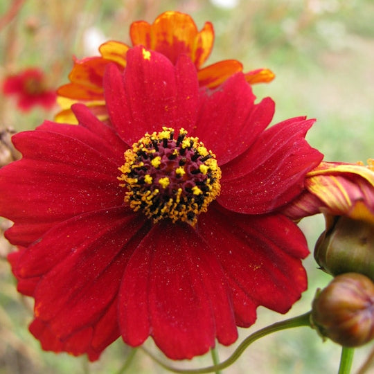 plains coreopsis red