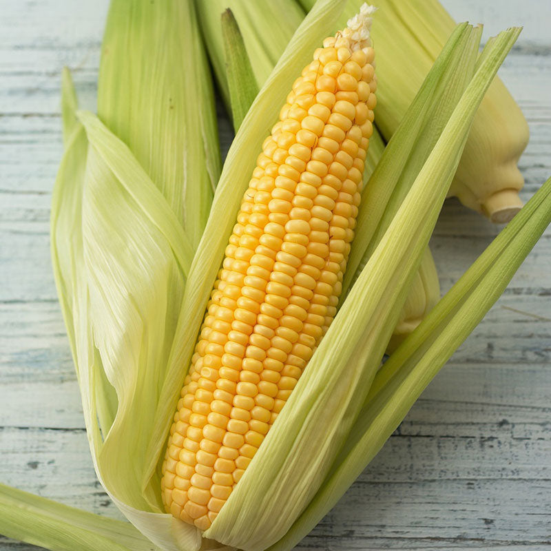 corn golden beauty