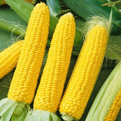 corn nk199