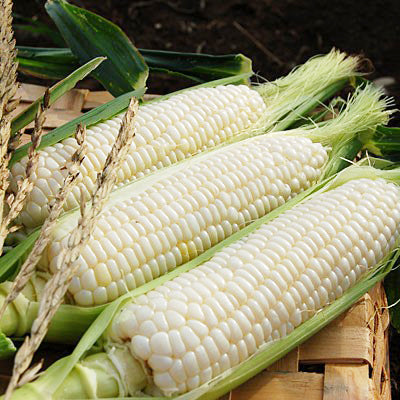 corn silver queen