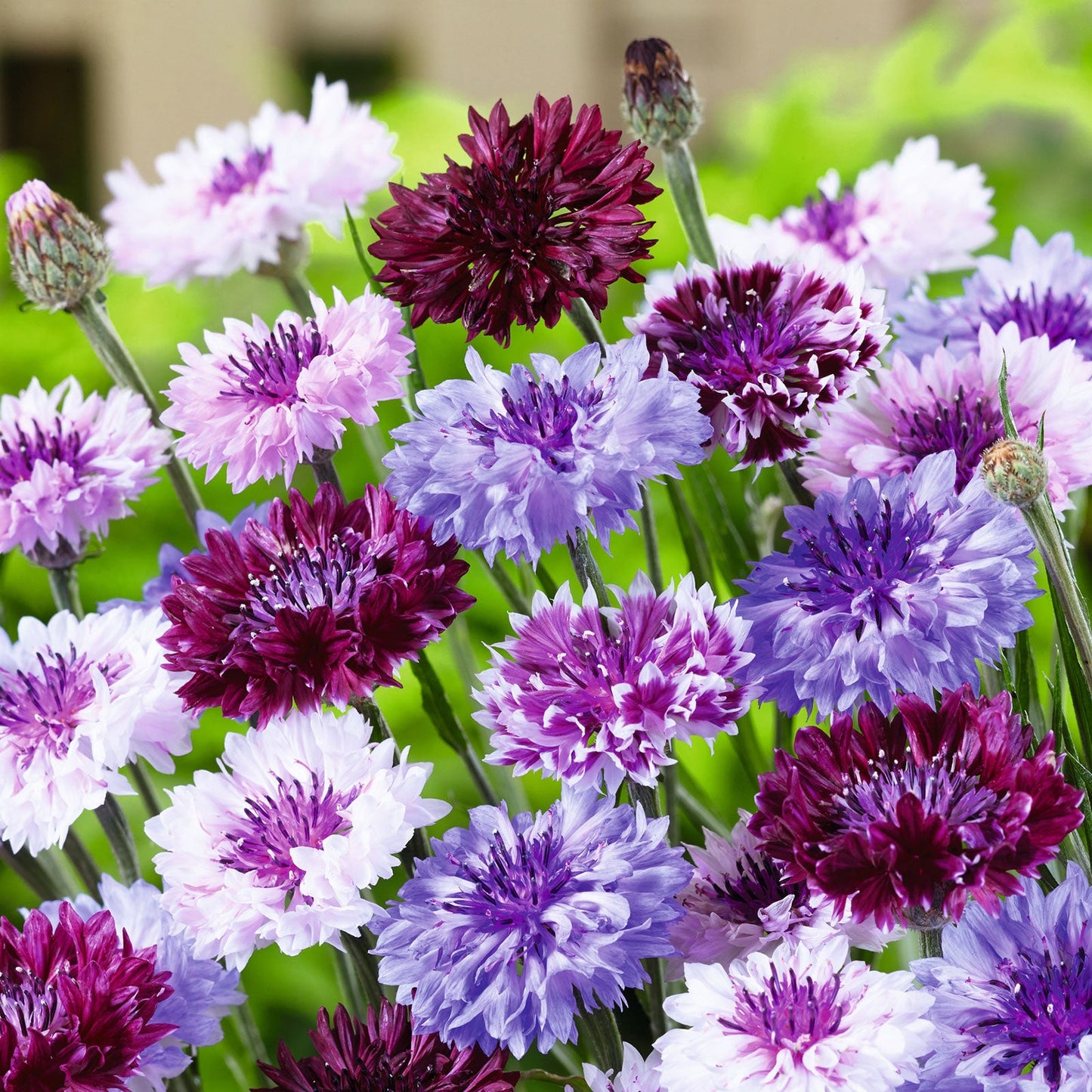 Frosty mix cornflower