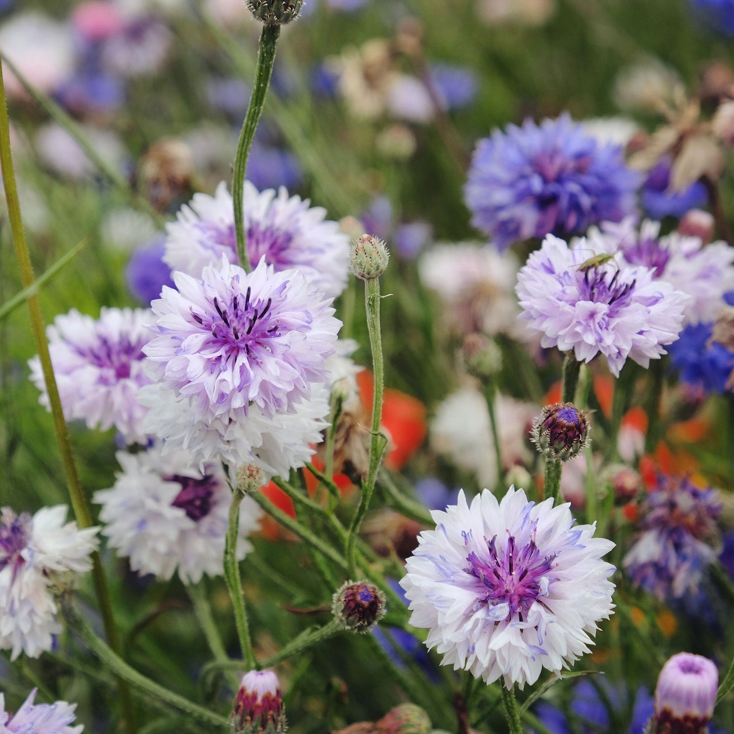 Frosty mix cornflower