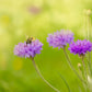 cornflower mauve