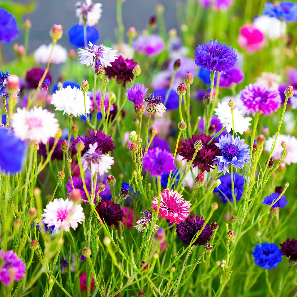 500 Red Cornflower Seeds Bachelor Button Annual Wildflower Summer Patio Container Cut Dried Flowers 500 Red Cornflower Seeds Bachelor Button Annual Wildflower Summer Patio Container Cut Dried Flowers