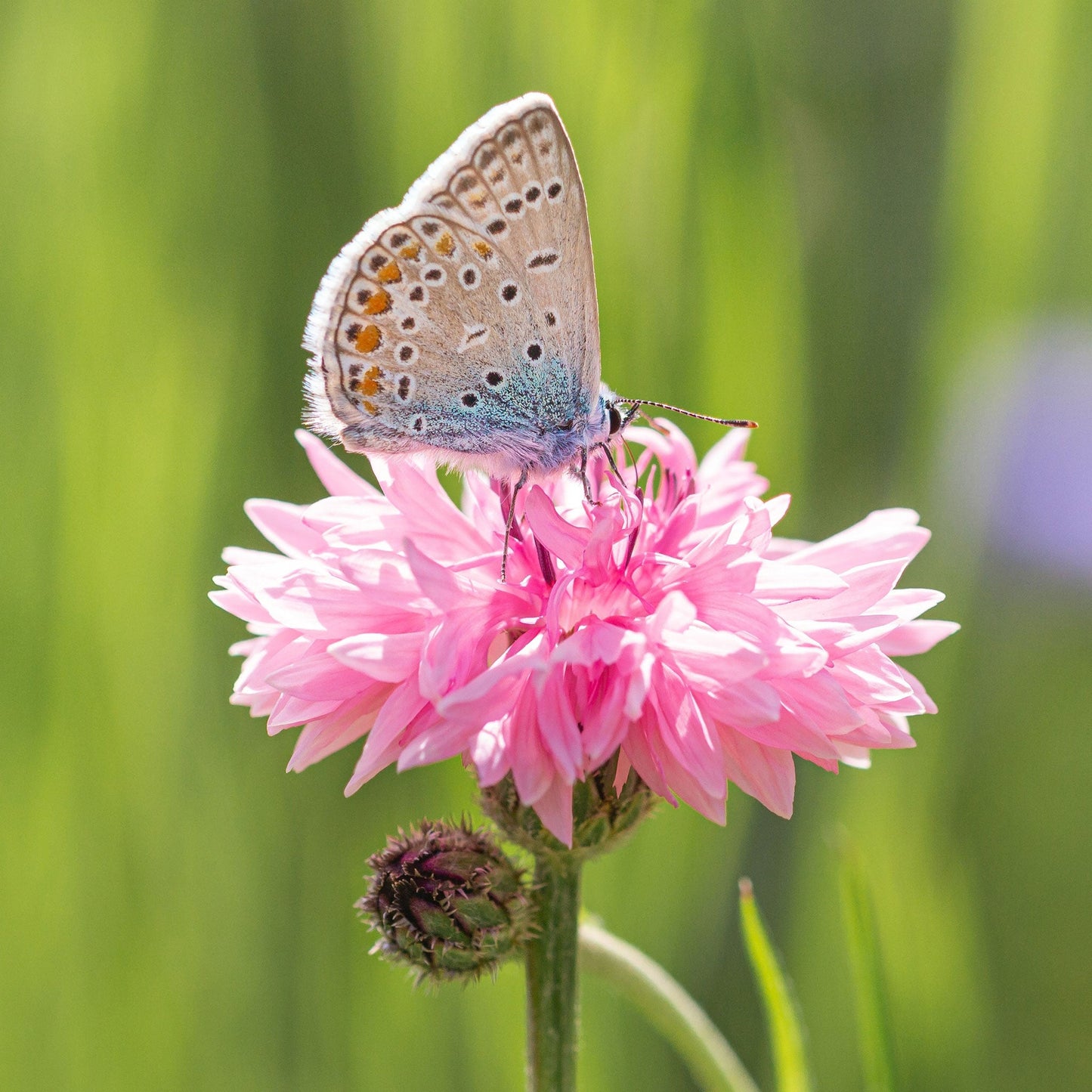 cornflower pink