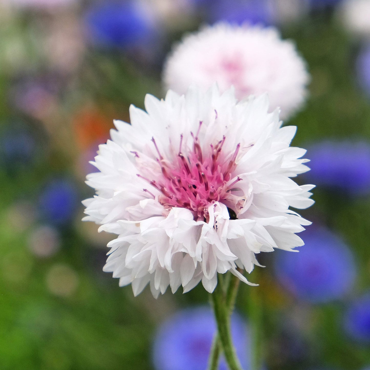 cornflower pink