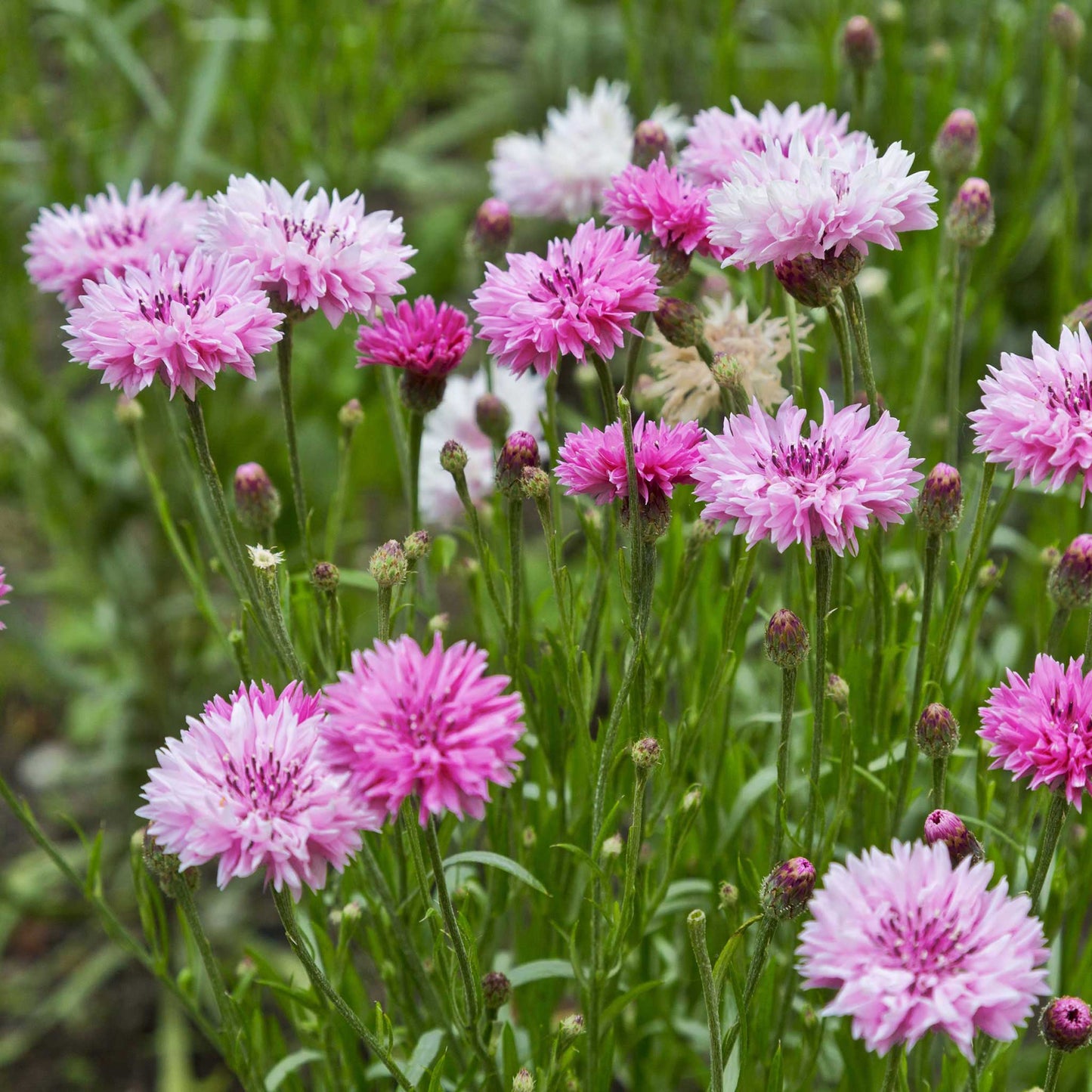 cornflower pink