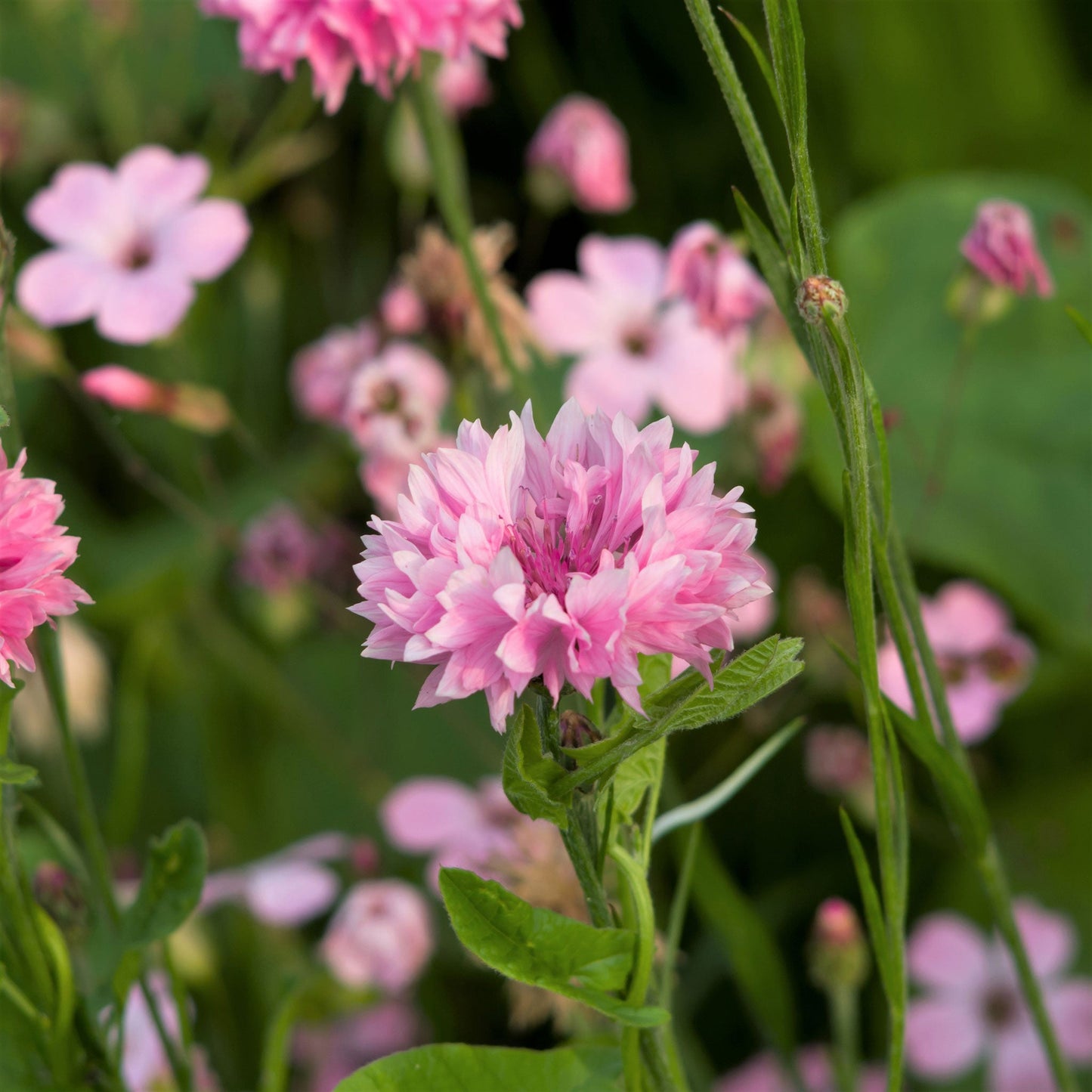 cornflower pink