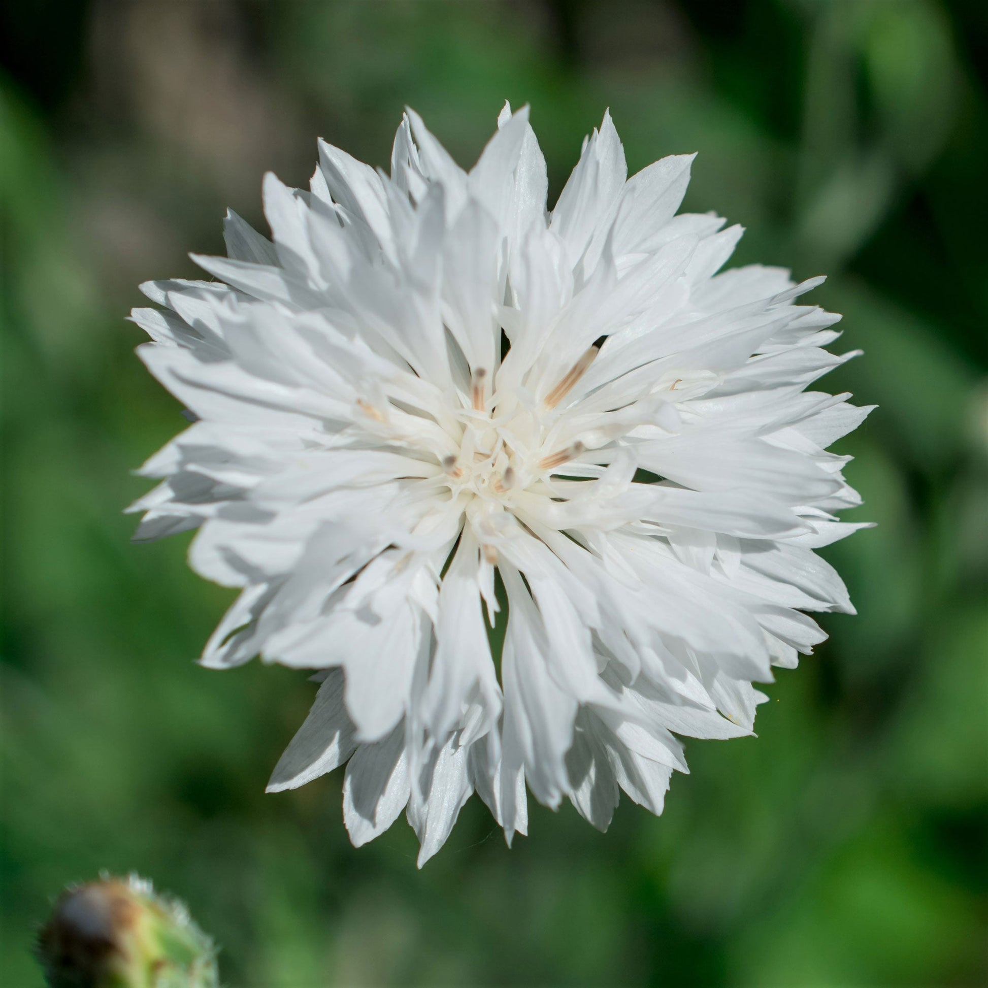 cornflower white