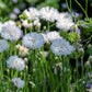 cornflower white