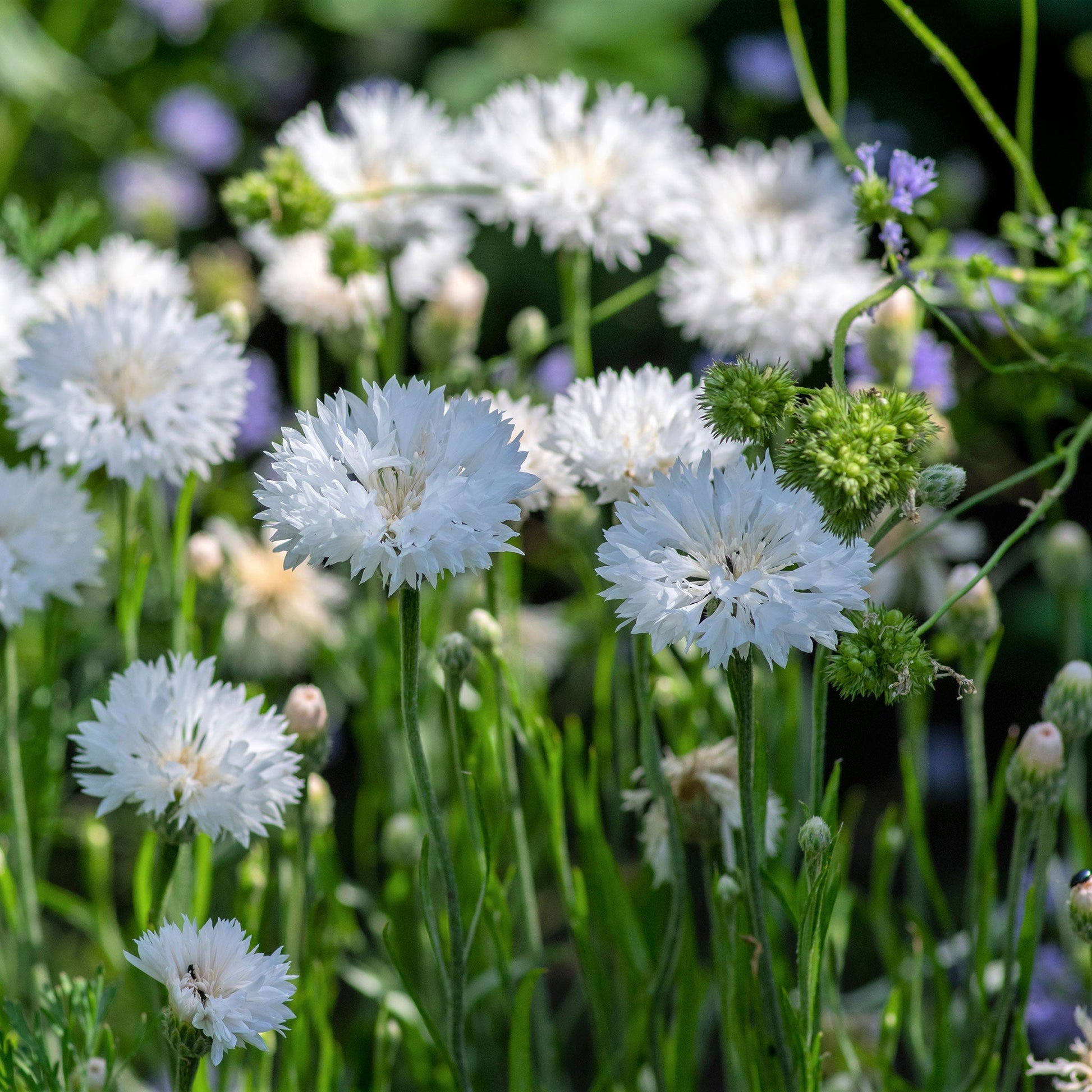 cornflower white