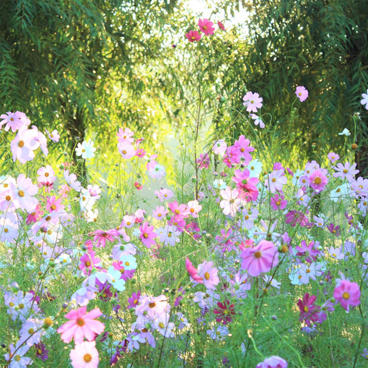 Field of cosmos pastel mix in the sunshine
