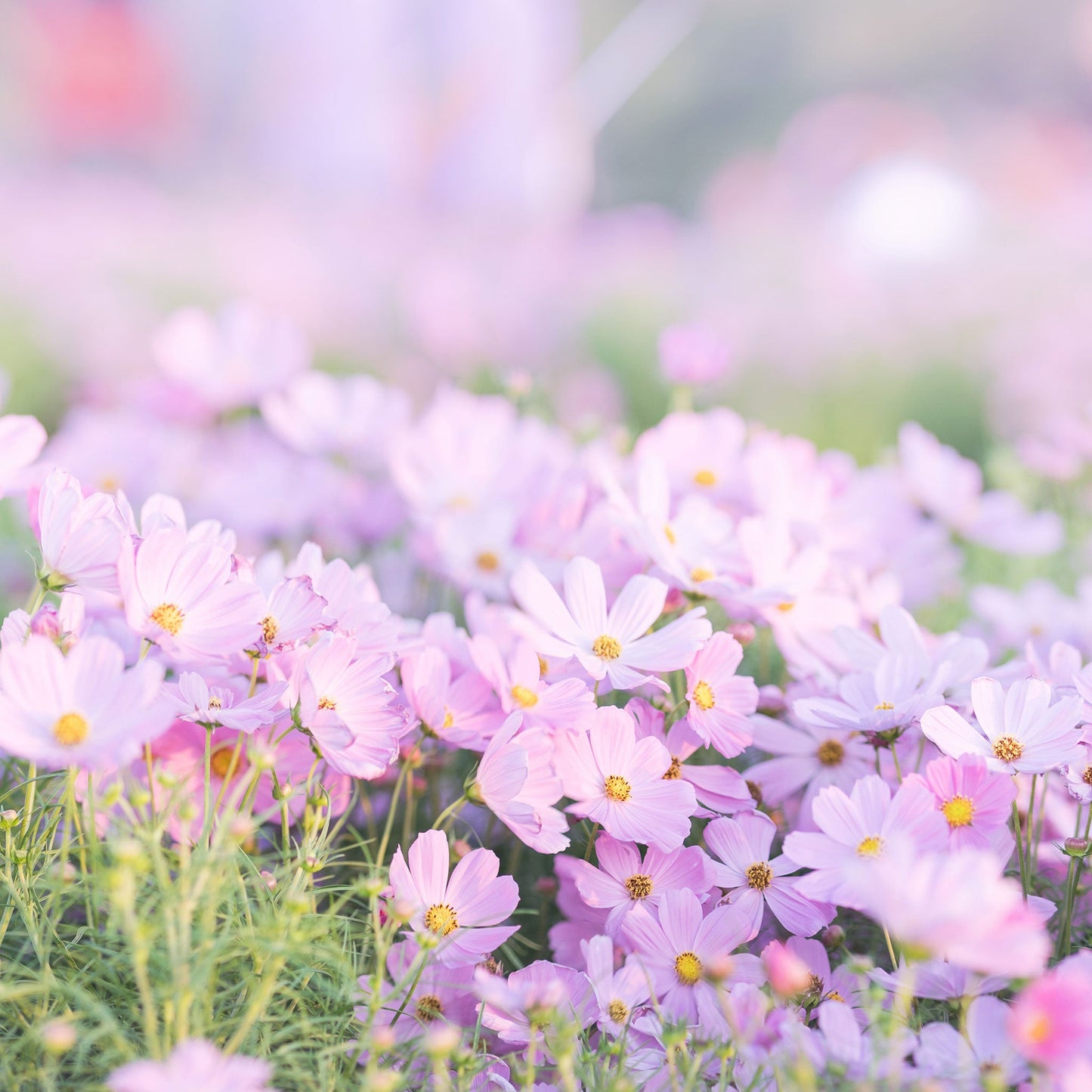 cosmos pinkie 