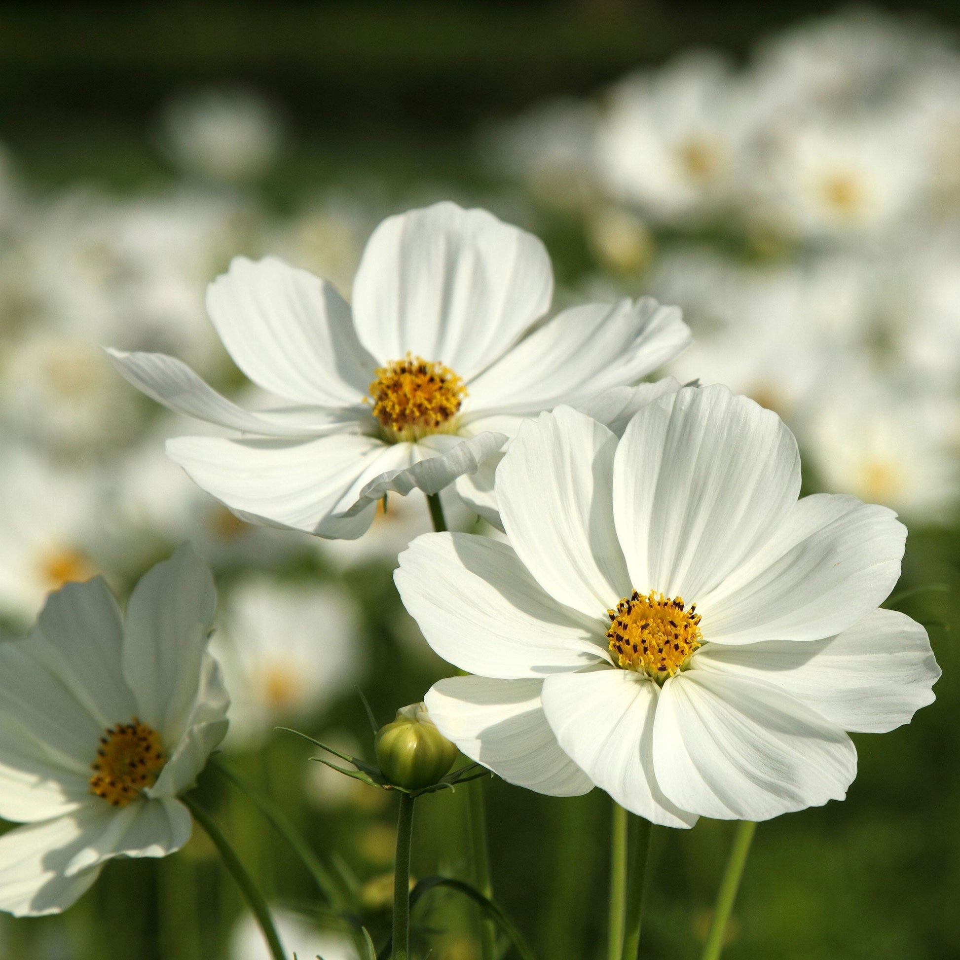 cosmos flower seeds for sale Bulk Cosmos Seeds - Purity