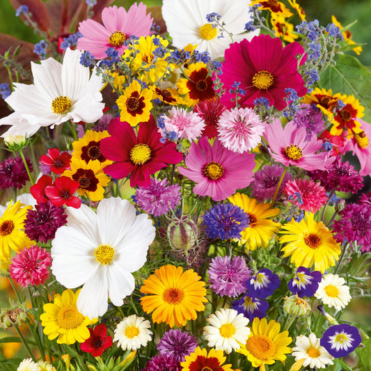 country garden flower seed mix