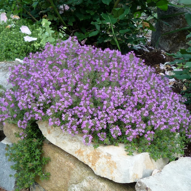 creeping thyme