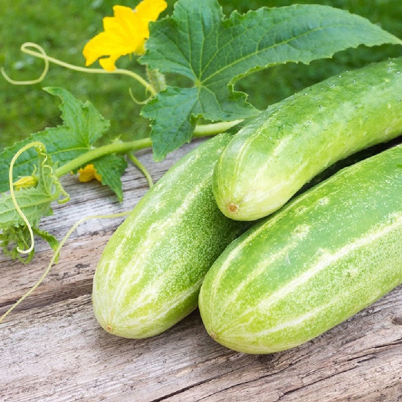 double yield cucumber 