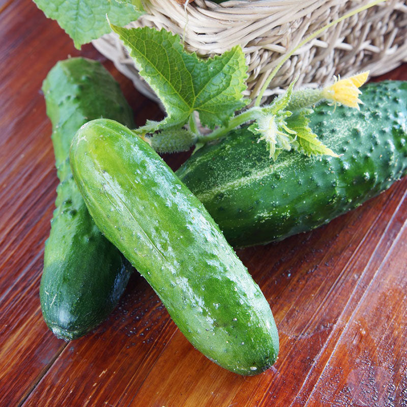 cucumber marketmore