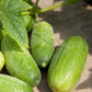 organic homemade pickle cucumber 