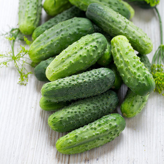 organic cucumber smr58