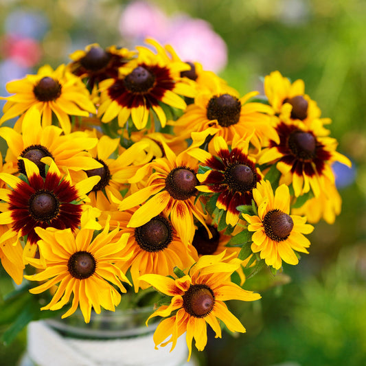 gloriosa daisy 