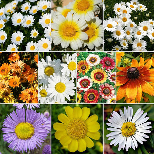 daisy flower seed mix