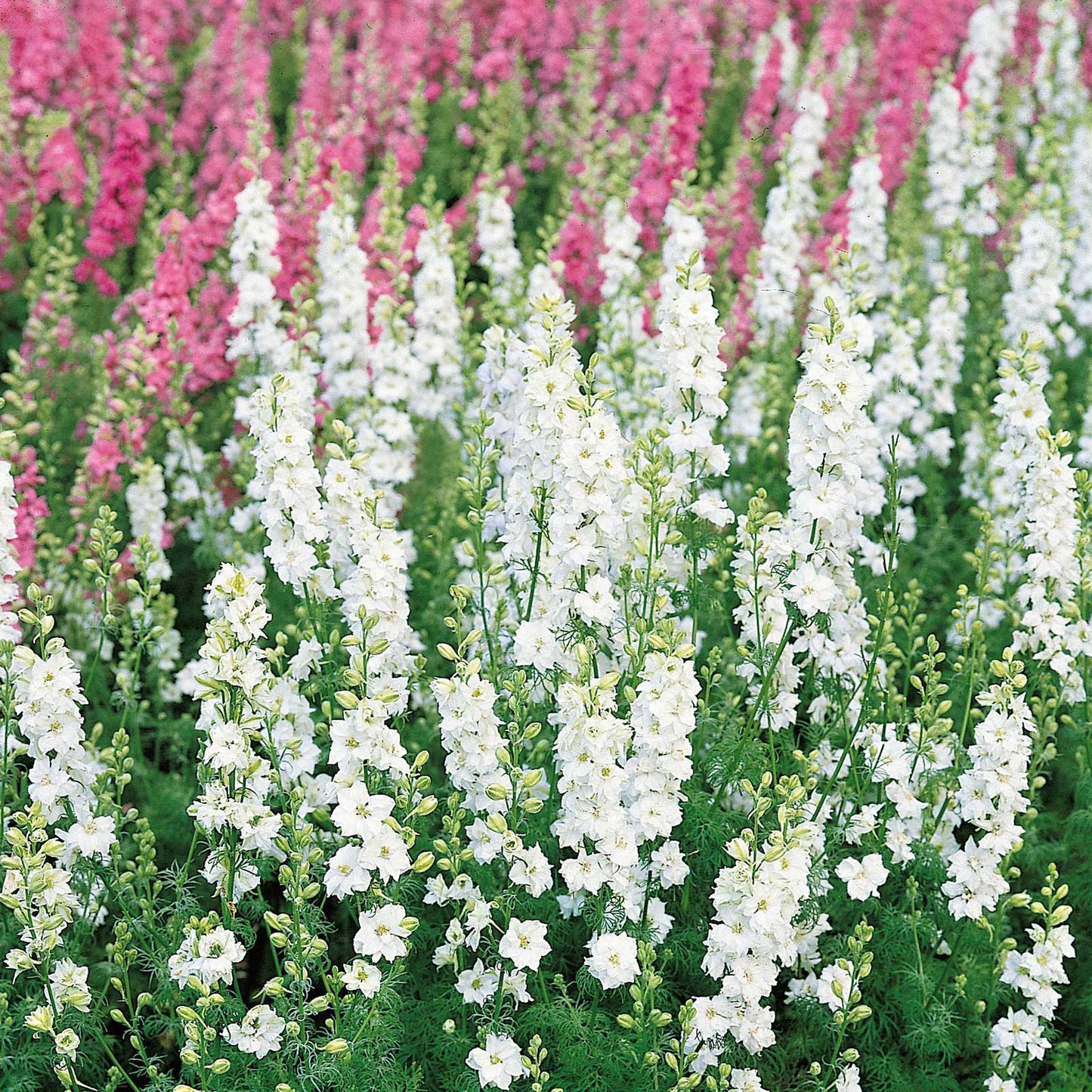 white king delphinium 