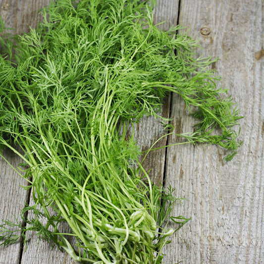 Organic Bouquet Dill 