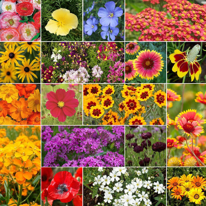 Bulk Wildflower Seed Mixes Buy in Bulk & Save Bulk Seed Store