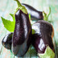 eggplant black beauty