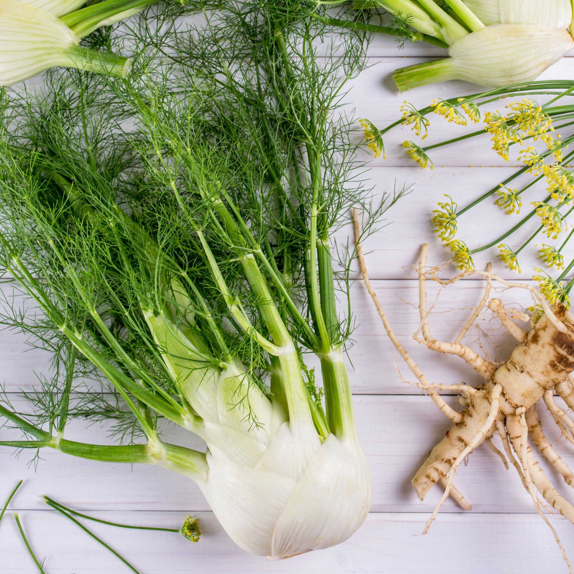 where to buy fennel seeds for planting Bulk Fennel Seeds