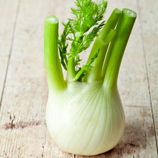 Organic Florence Fennel 