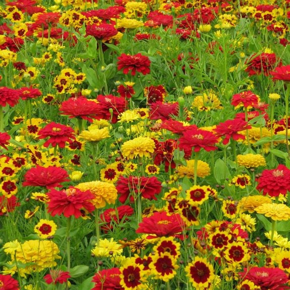 fiery yellow red flower seed mix