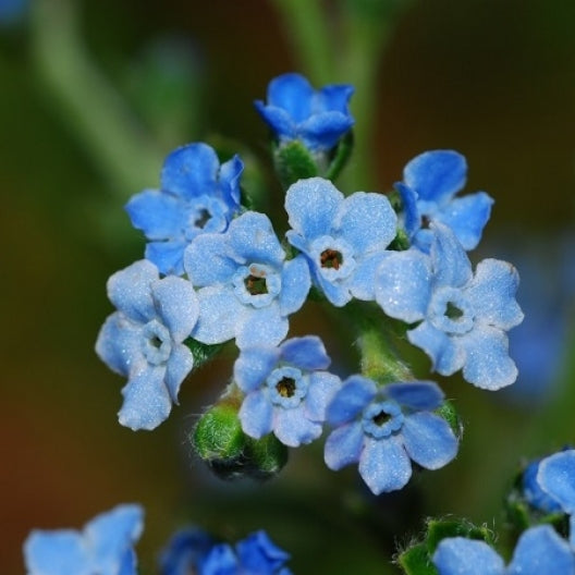 chinese forget me not 
