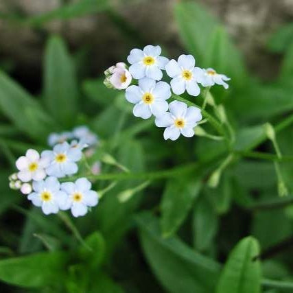 forget me not white