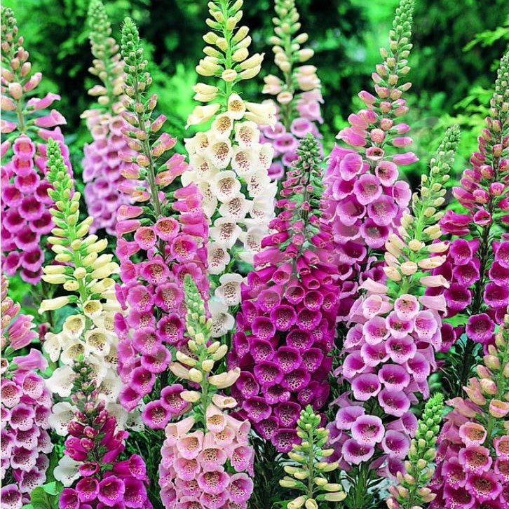 foxglove gloxiniaeflora