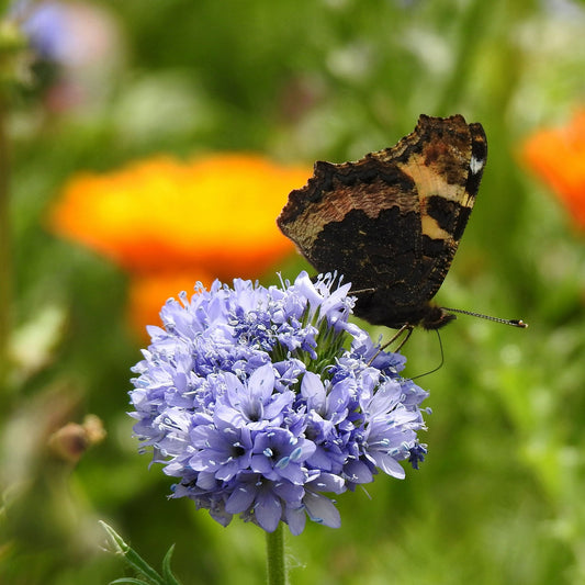 globe gilia 