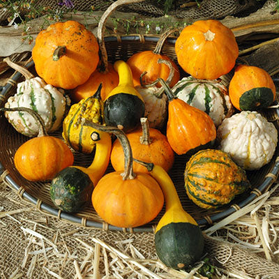 gourd small mix