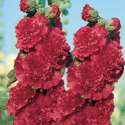 red chaters double hollyhock 
