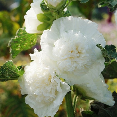 chaters white hollyhock 