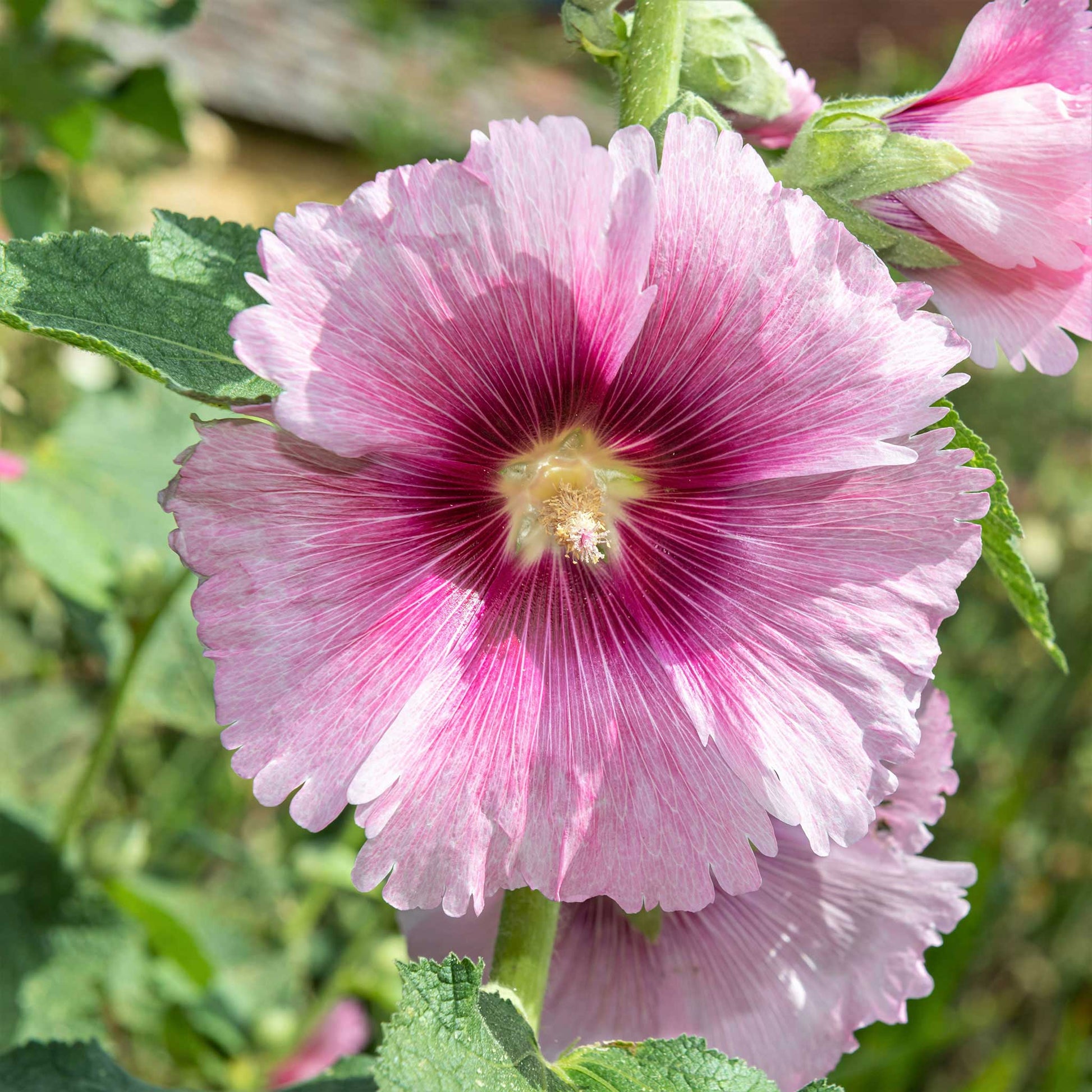 henry viii pink hollyhock 